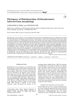 Phylogeny of Holothuroidea (Echinodermata) inferred from