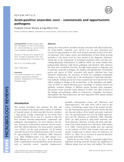 Grampositive anaerobic cocci commensals and opportunistic