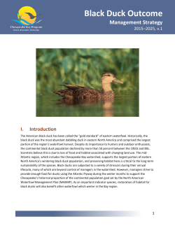 Black Duck Outcome - Chesapeake Bay Program