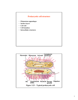 Prokaryotic cell structure