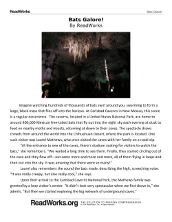 Bats Galore! - Eccles Science