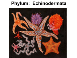Phylum: Echinodermata