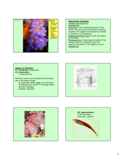 Invertebrate Chordates Common Characteristics Endoskeleton