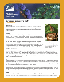 European Grapevine Moth