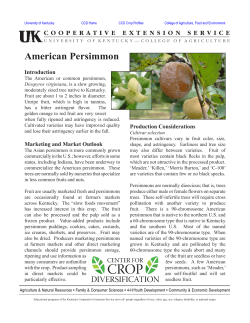 American Persimmon - University of Kentucky