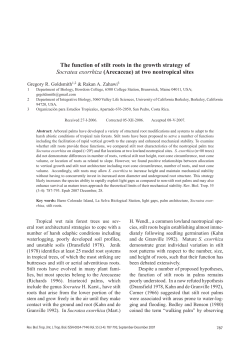 The function of stilt roots in the growth strategy of