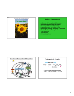 1 Photosynthesis