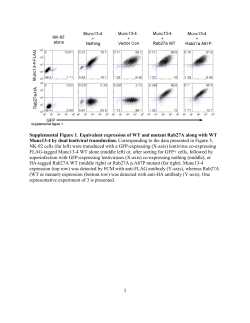 Supplemental Figure 1. Equivalent expression of WT and mutant