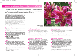 Common household poisons and cats