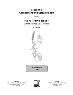 Hairy Prairie-clover(Dalea villosa var.villosa)