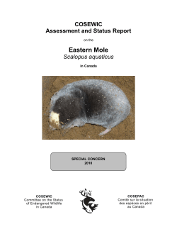 Eastern Mole (Scalopus aquaticus)