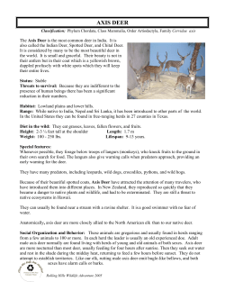 AXIS DEER - Rolling Hills Zoo