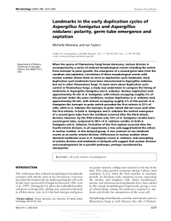 Landmarks in the early duplication cycles of