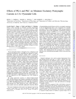 Effects of PKA and PKC on Miniature Excitatory Postsynaptic