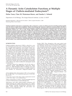 A Dynamic Actin Cytoskeleton Functions at Multiple Stages of