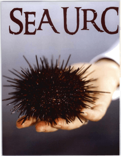 Sea Urchins Might Hold Key to Skin Cancer Cure