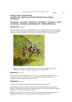 oriental fruit fly scientific name: Bactrocera dorsalis (Hendel)