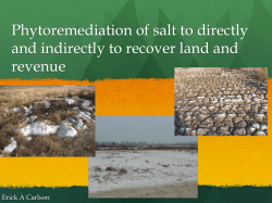 Salt phytoremediatio.. - Colorado State University