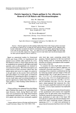 Particle Ingestion by Tilapia galilaea Is Not Affected by Removal of