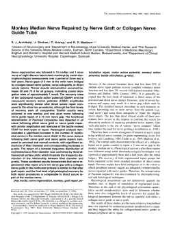 Monkey Median Nerve Repaired by Nerve Graft or Collagen Nerve