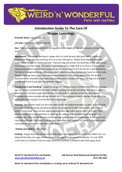 Introduction Guide To The Care Of Steppe Lemmings
