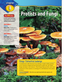 Protists and Fungi