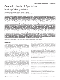 Genomic Islands of Speciation in Anopheles gambiae