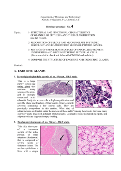 A. EXOCRINE GLANDS