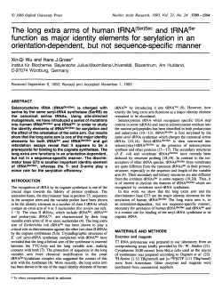 The long extra arms of human tRNA(Ser)Sec and