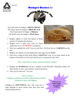 Badger Basics - Scottish Badgers