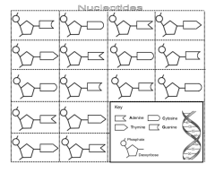 Nucleotide Model