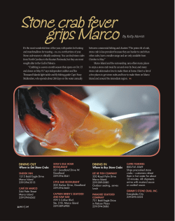 Stone crab fever grips Marco