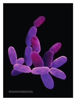 Single-Celled Organisms Shed Light on Neurobiology - Max
