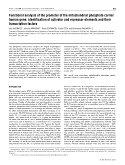 Functional analysis of the promoter of the mitochondrial phosphate
