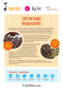 Let`s be fungi! Group activity