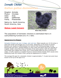 Domestic Chicken - Peterborough Utilities Group