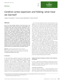 Cerebral cortex expansion and folding: what