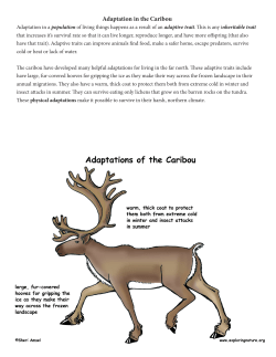 Adaptation in the Caribou