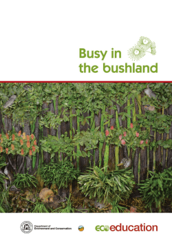 Busy in the bushland (Years PP - 4)