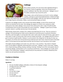 Cabbage - stpetercommunityedonline.com