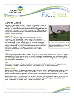 Canada Geese - Audubon International