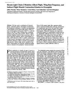 Myosin Light Chain-2 Mutation Affects Flight, Wing Beat Frequency