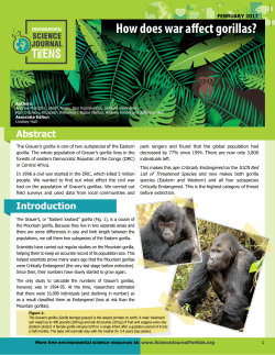 How does war affect gorillas?