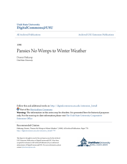 Pansies No Wimps to Winter Weather