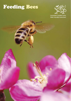 Feeding Bees - Harrow Beekeepers Association