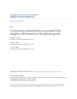 A novel actin-related protein is associated with daughter cell