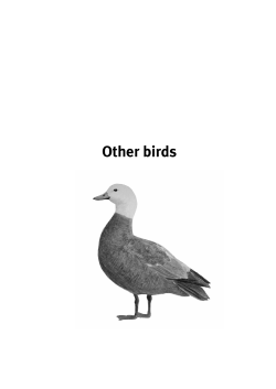 Tiritiri Matangi: An education resource for schools: part two pages 77