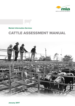 Assessing cattle