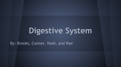 Digestive System