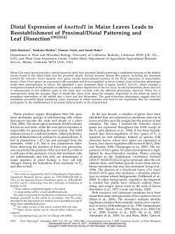 Distal Expression of knotted1 in Maize Leaves